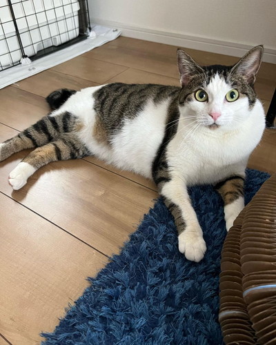 アポロくんとルナちゃん