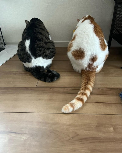 アポロくんとルナちゃん