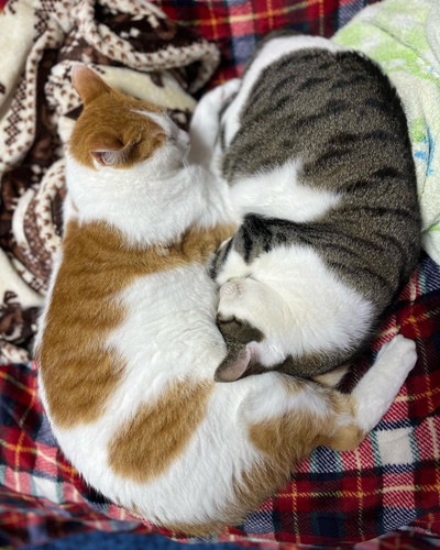 アポロくんとルナちゃん