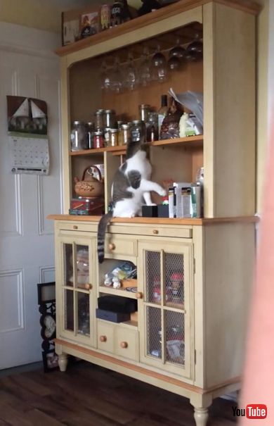 飼い主に「おやつの袋をあけろ」とお願いをする猫