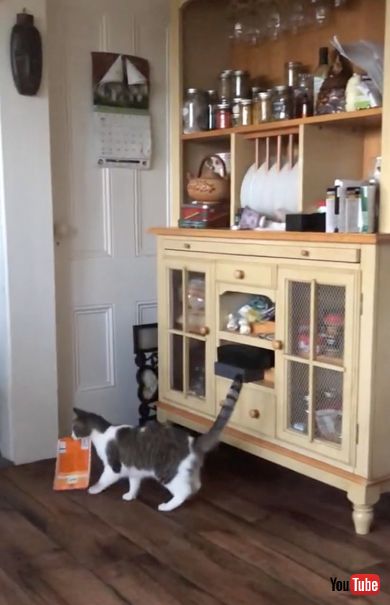 飼い主に「おやつの袋をあけろ」とお願いをする猫