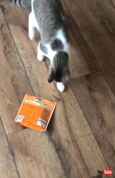 飼い主に「おやつの袋をあけろ」とお願いをする猫