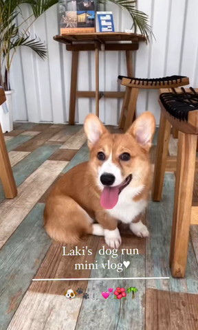 カフェで座るワンコ笑顔