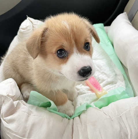 お座りして上目遣い子犬