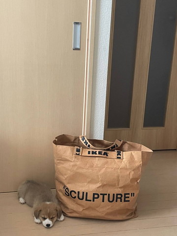 袋の隣で寝てるワンコ