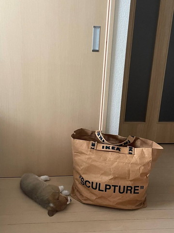 袋と向かい合って寝る子犬