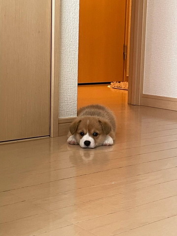 顏の横に前足置いて伏せる子犬