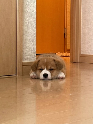 顏の横に前足置いて伏せる子犬目細めてる