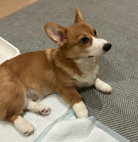 どこか見てくつろぐワンコ