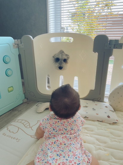 穴からのぞく犬