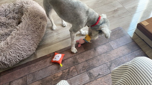 おもちゃを運ぶ犬