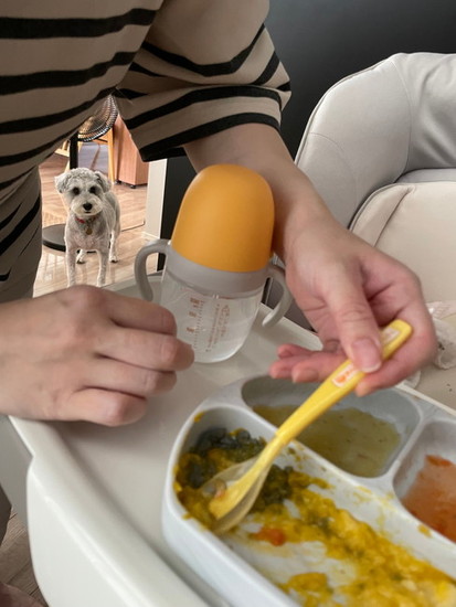 離乳食を見る犬