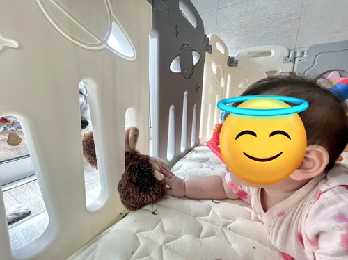 おもちゃを取り合う犬