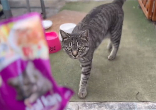 ご飯にすり寄る猫