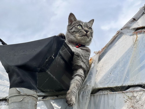 農園を見守る猫