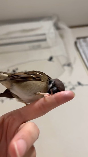 爪を噛むスズメ