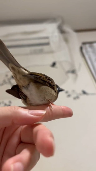 スズメのおしり