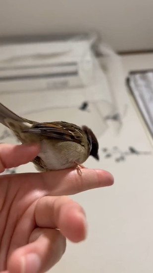 スズメを触る指