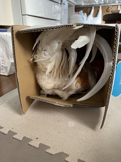ダンボールに入るニワトリ