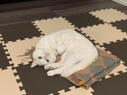 あざといハク様