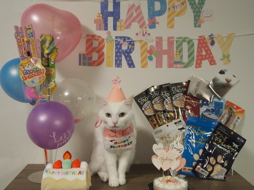 誕生日猫