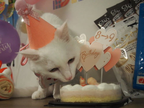 ケーキ食べる猫