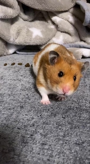 ハムスターが長く遊んでいるなと思ったら