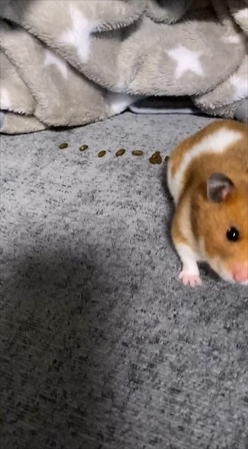 ハムスターが長く遊んでいるなと思ったら