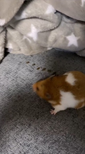 ハムスターが長く遊んでいるなと思ったら