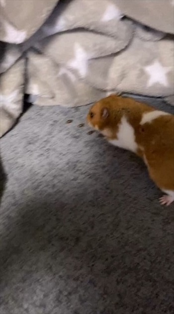 ハムスターが長く遊んでいるなと思ったら