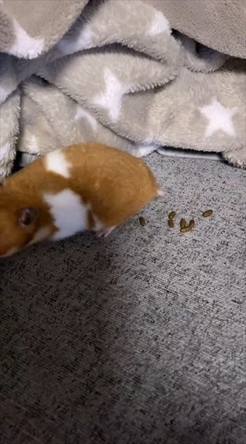 ハムスターが長く遊んでいるなと思ったら