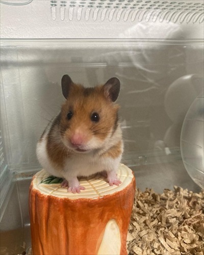 ハムスターが長く遊んでいるなと思ったら