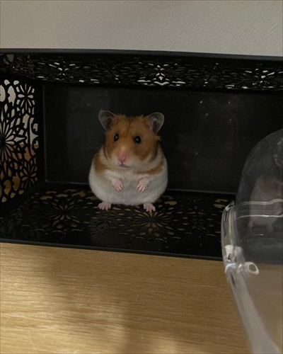ハムスターが長く遊んでいるなと思ったら