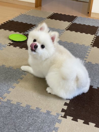 再会ワンコ