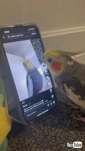 自分の動画を見て喜ぶオカメインコ