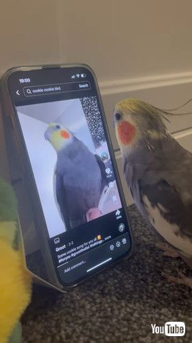 自分の動画を見て喜ぶオカメインコ