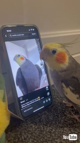 自分の動画を見て喜ぶオカメインコ