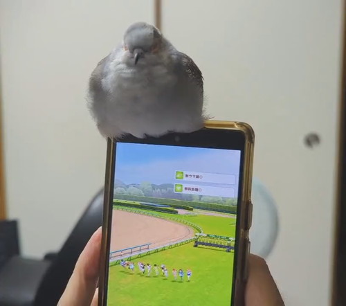 ゲームのおともにべるくん