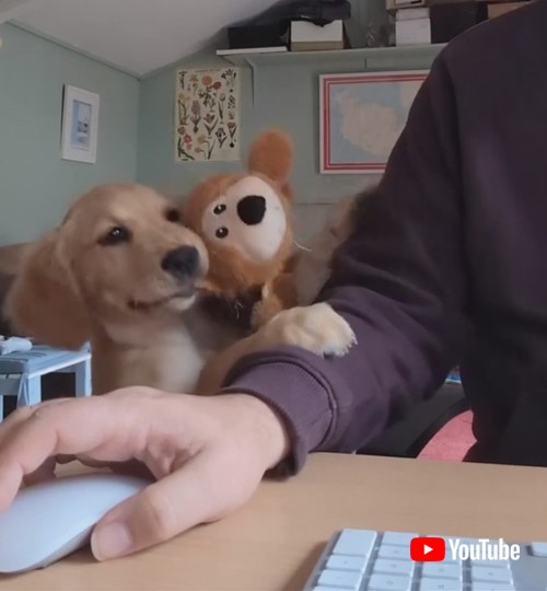飼い主に人形をもってくる子犬
