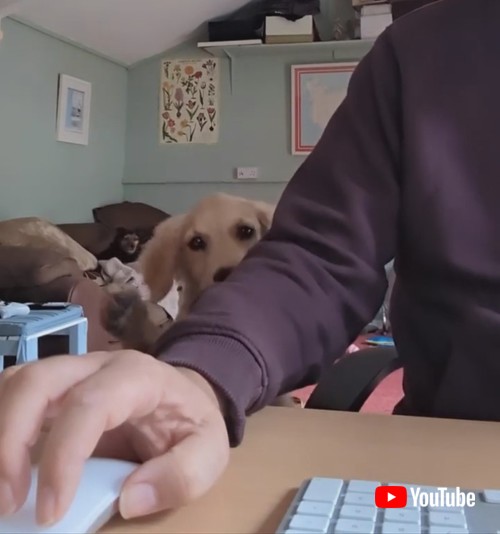 後ろにもう1匹の犬が映る