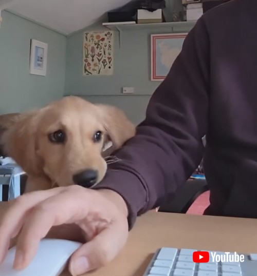 PC作業を邪魔する子犬