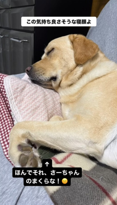 ソファにいる犬