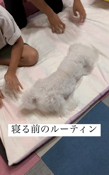 布団をホリホリするワンコ