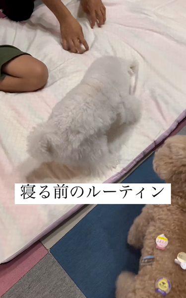 布団をホリホリするワンコ