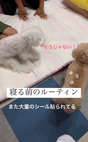 布団をホリホリするワンコ