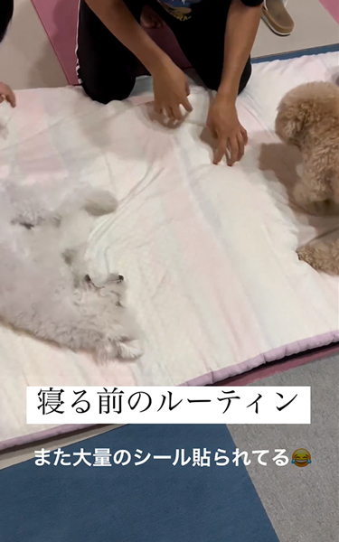 布団をホリホリするワンコ