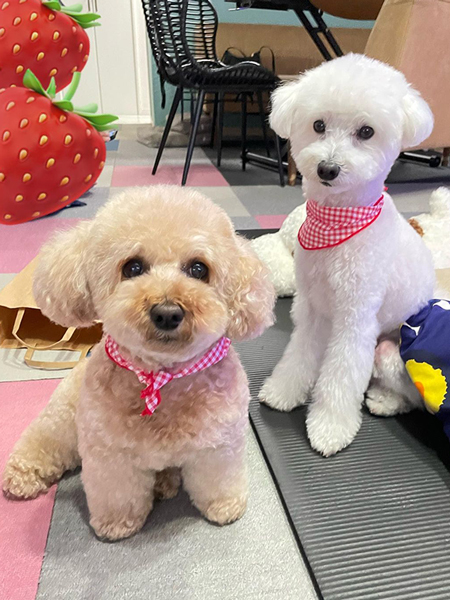 おそろいのバンダナ