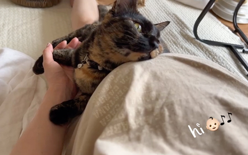胎動を感じた猫