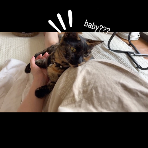 胎動を感じた猫
