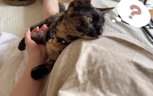 胎動を感じた猫